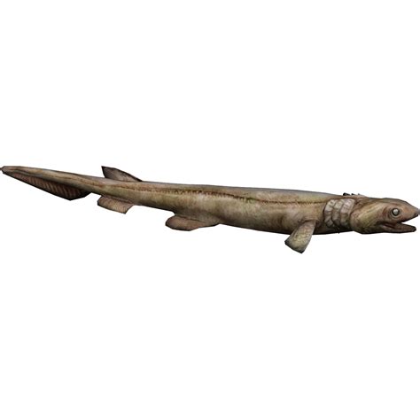 Frilled Shark Whalebite Zt2 Download Library Wiki Fandom