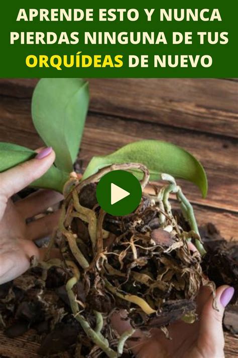 Quieres Aprender A Cultivar Orqu Deas Haga Clic En La Imagen