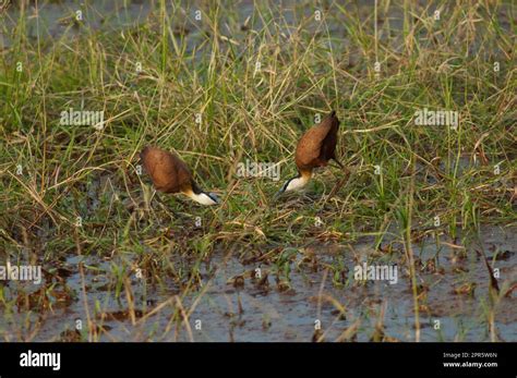 Courtship Of African Jacanas In A Lagoon Stock Photo Alamy