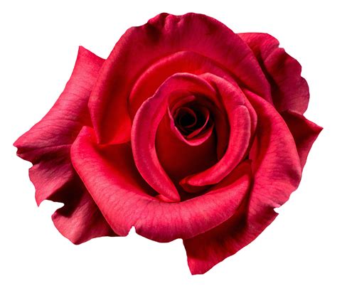 Red Rose Flower Png Top View