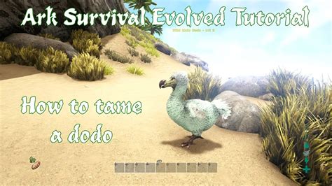 Ark Survival Evolved How To Tame A Dodo Youtube