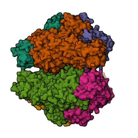 RCSB PDB 3LA4 Crystal Structure Of The First Plant Urease From Jack