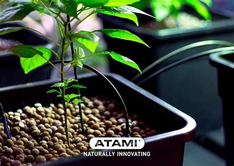 Atami's 8 Top Tips for Successful Hydroponic Gardening