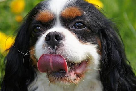 Cavalier King Charles Caractère alimentation santé prix