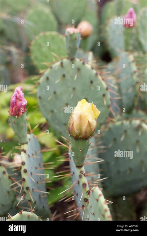 Opuntia Phaeacantha Desert Prickly Pear Stock Photo Alamy