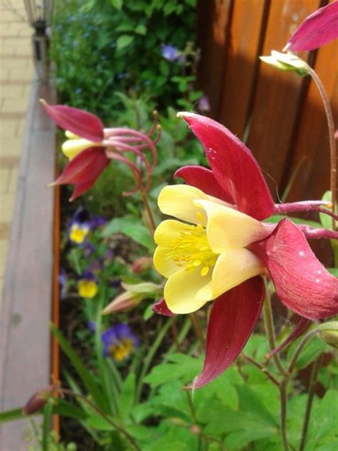 Akelei - Aquilegia 'Mrs. Scott Elliott'