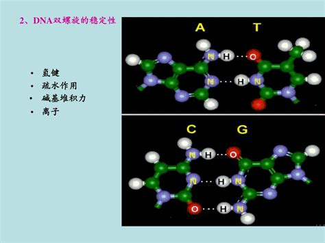 Ppt 一 核酸 二核酸的化学成分 三 核酸的理化性质 四 Dna 的一级结构 五 Dna 的二级结构 六 Dna 的高级结构 七基因与