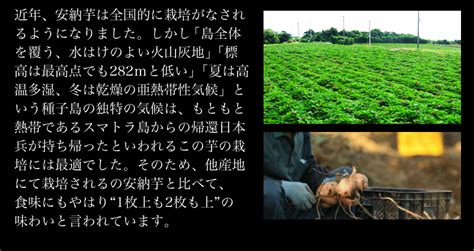 【楽天市場】【賞味期限2024年8月24日】 焼き 安納芋 ようかん 1袋～4袋 1袋50g×3本入 送料無料 本場種子島産 安納芋 使用 羊羹 Youkan スイーツ 和菓子 お手軽 3 7