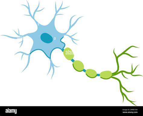 Brain Neurons Cartoon Vector Illustration Stock Vector Image And Art Alamy