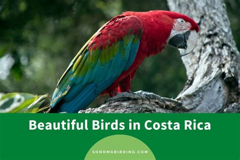 Beautiful Birds In Costa Rica To Observe And Admire Sonoma Birding