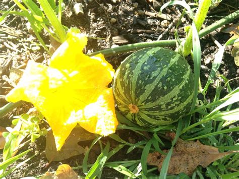 Summer Squash Summer Squash Watermelon Garden