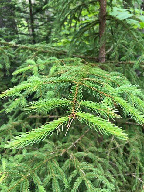 Conifer Identification At Acadia U S National Park Service