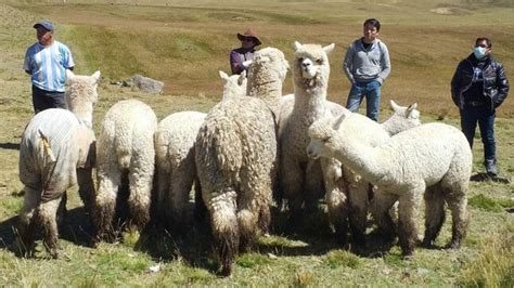 Dral Impulsa La Ganader A Con Entrega De Cam Lidos Dom Sticos En