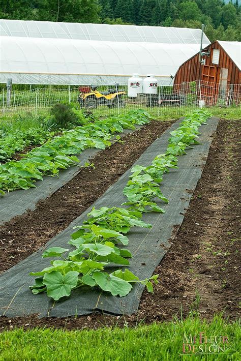 Pin By Mark Leen On Agriculture Vegetable Garden Design Backyard