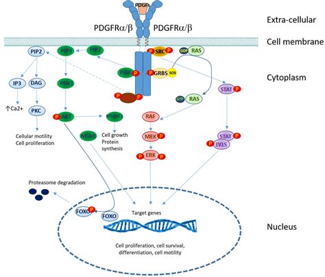 Frontiers Tyrosine Kinases In Nodal Peripheral T Cell Lymphomas