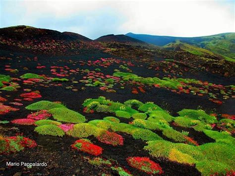 Etna Volcano Thousands Of Flowers Grow Out Of Fresh Volcanic Ashes