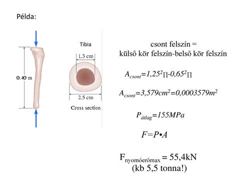 A mozgatórendszerre ható erők ppt letölteni