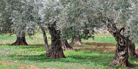 Olio Di Oliva Cos Le Fasi Fenologiche Del Hanno Influito Sulla