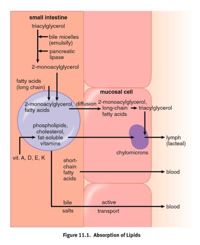 Biochem Chp 11 Lipid And Amino Acid Metabolism Flashcards Quizlet