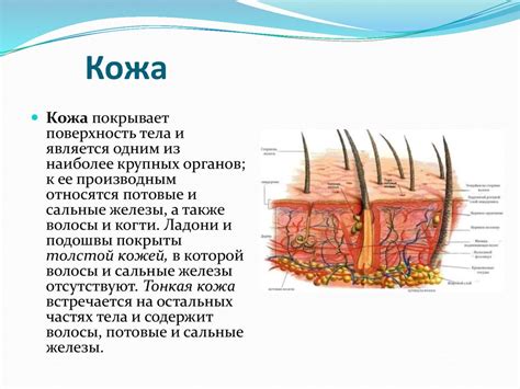Кожа и ее производные - презентация онлайн