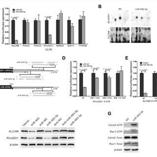 Mir P Directly Targets The Rhogdi And Alcam Utr A