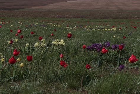 Land cover and land abandonment maps of the Eurasian Steppe for biological research – SILVIS LAB ...