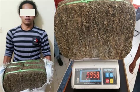 Polisi Tangkap Agen Dan Amankan 10 Kg Ganja Di Aceh Tenggara Waspada Aceh