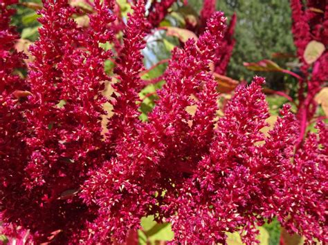 Growing An Edible Amaranth Harvest