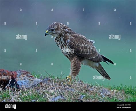 Common buzzard with prey Stock Photo - Alamy