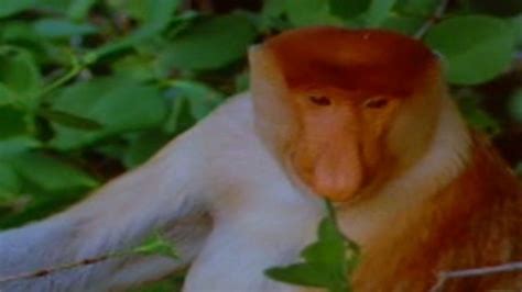 Proboscis Monkey On Ugly Animal List Bbc News