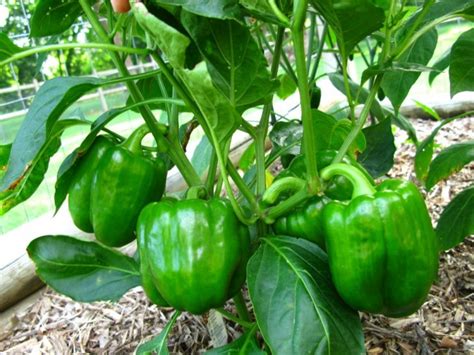 Bell Pepper 'California Wonder' Seeds (Certified Organic) | Garden Hoard – Certified Organic ...