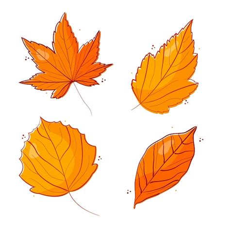 Premium Vector Hand Drawn Autumn Leaves Collection