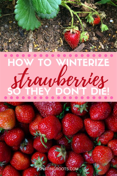 How To Prepare Strawberries For The Winter Growing Strawberries In