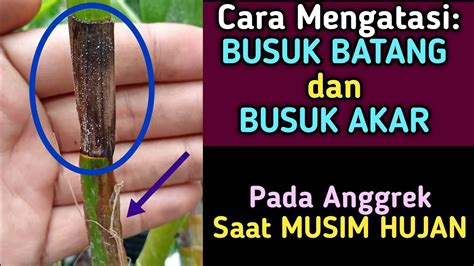 Cara Mengatasi Busuk Batang Dan Busuk Akar Pada Anggrek Youtube