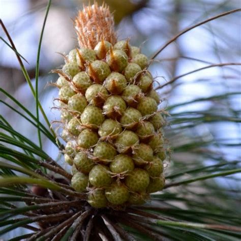 Himalayan Longleaf Pine Tree Seeds Pinus Roxburghii Seeds Etsy