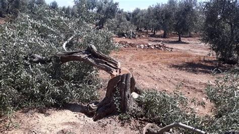 Tagliati E Danneggiati Strage Di Ulivi A Santo Spirito Coldiretti