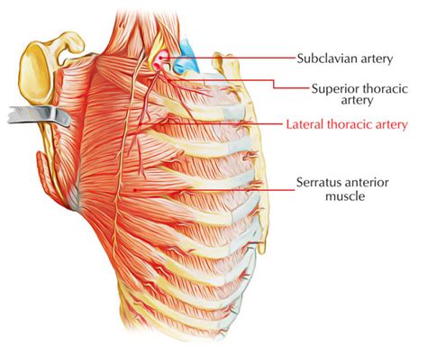 Lateral Thoracic Artery – Earth's Lab