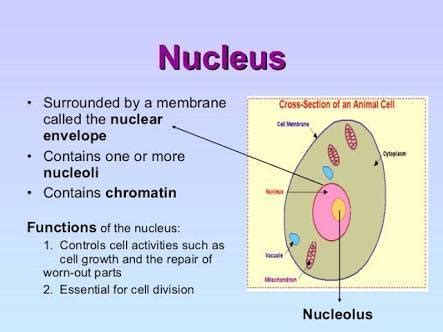 how does the nucleus structure relate to its function