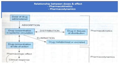 Principles Of Pharmacokinetics And Pharmacodynamics Flashcards Quizlet