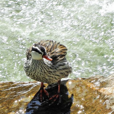 Torrent Duck Guango Lodge Ecuador Jan Mersey Flickr