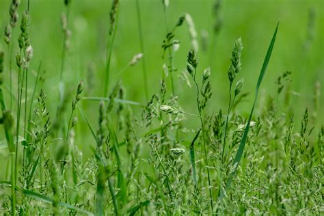 Ray Grass Anglais Graminée Agryco Mag