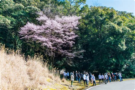 古座川町に咲く桜の開花情報 古座川町観光協会