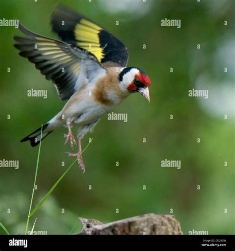 Flying Goldfinch Hi Res Stock Photography And Images Alamy