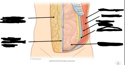 Gu Anatomy Lecture Abdominal Wall Diagram Quizlet