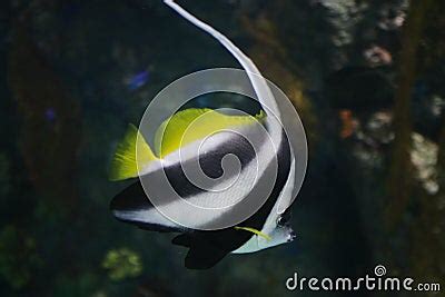 Striped Fish Stock Photo - Image: 4434090