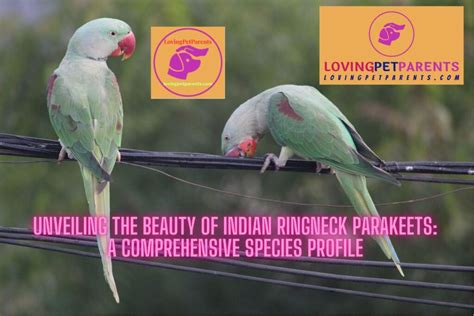 Unveiling the Beauty of Indian Ringneck Parakeets: A Comprehensive ...