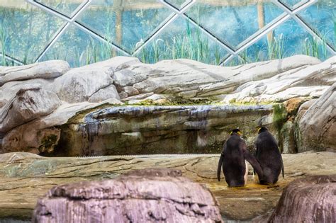 Una pareja de pingüinos gay adoptó un huevo para intentar tener una cría Infobae