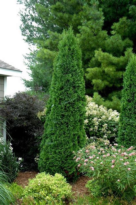 Polar Gold® Arborvitae Thuja Evergreen Proven Winners 4 Pot