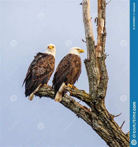 Pair Of Bald Eagles In A Tree Looking In Different Directions Stock