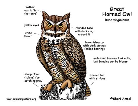 Owl Great Horned Exploring Nature Educational Resource Animaux